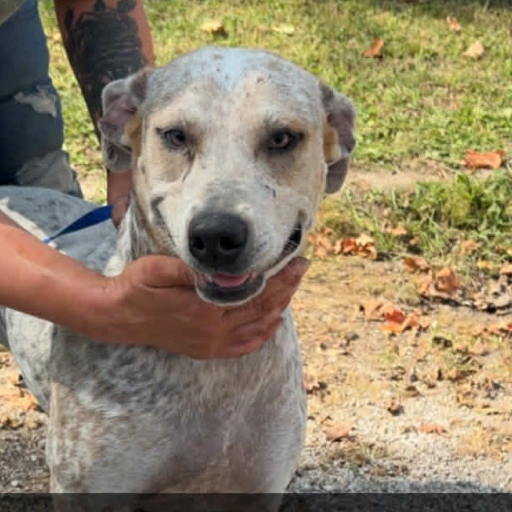 Tweety Bird, a Adoptable mixed breed in Spring Hill, KS image 5/6