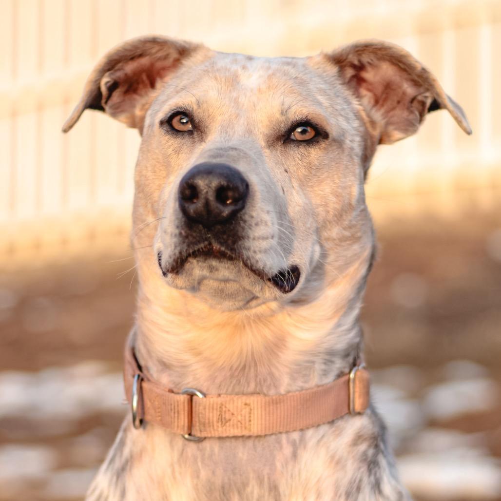Tweety Bird, a Adoptable mixed breed in Spring Hill, KS image 6/6