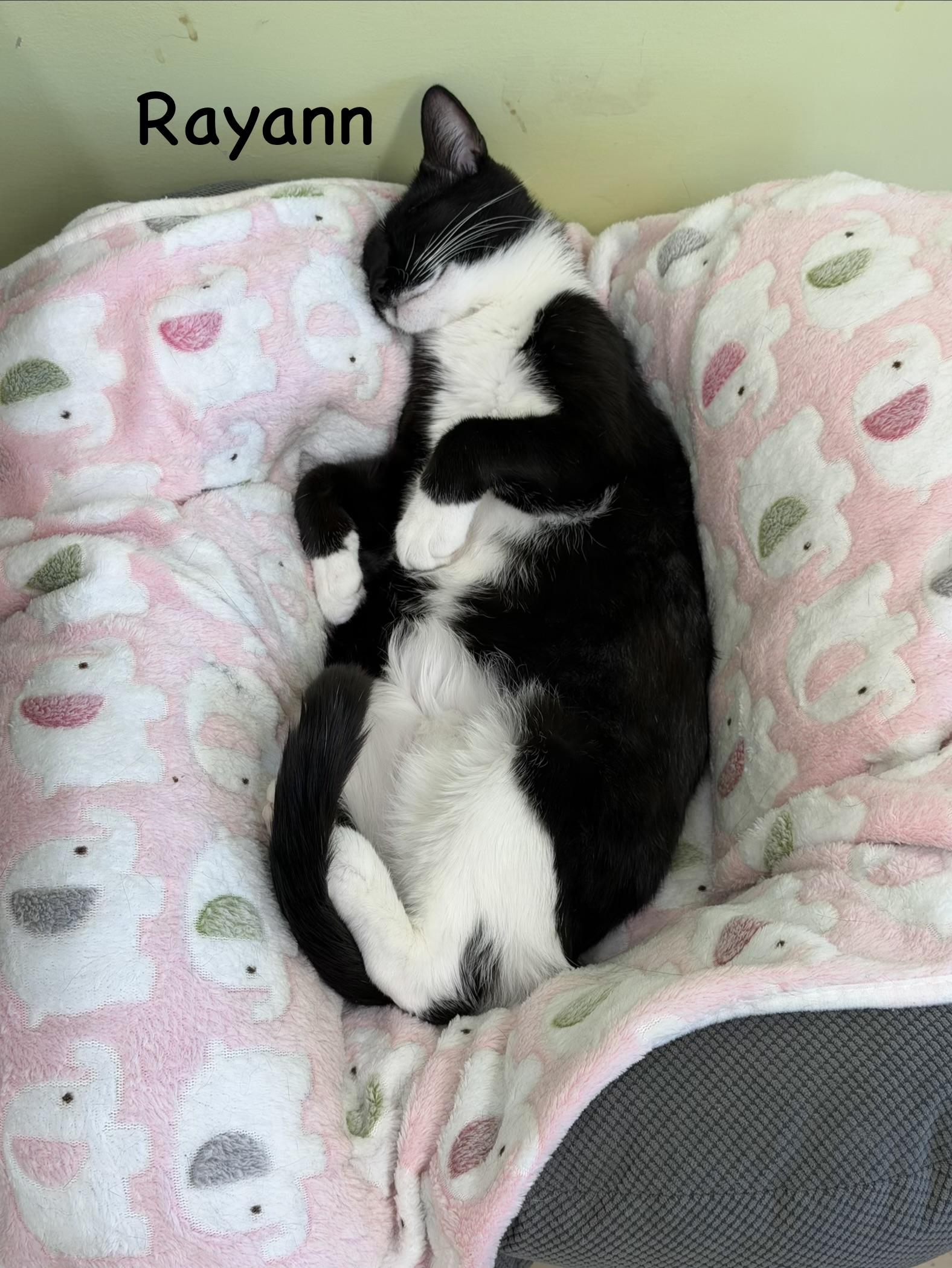 Enlarge Rayann, a Adoptable Domestic Short Hair in Pawleys Island, SC image 3/3