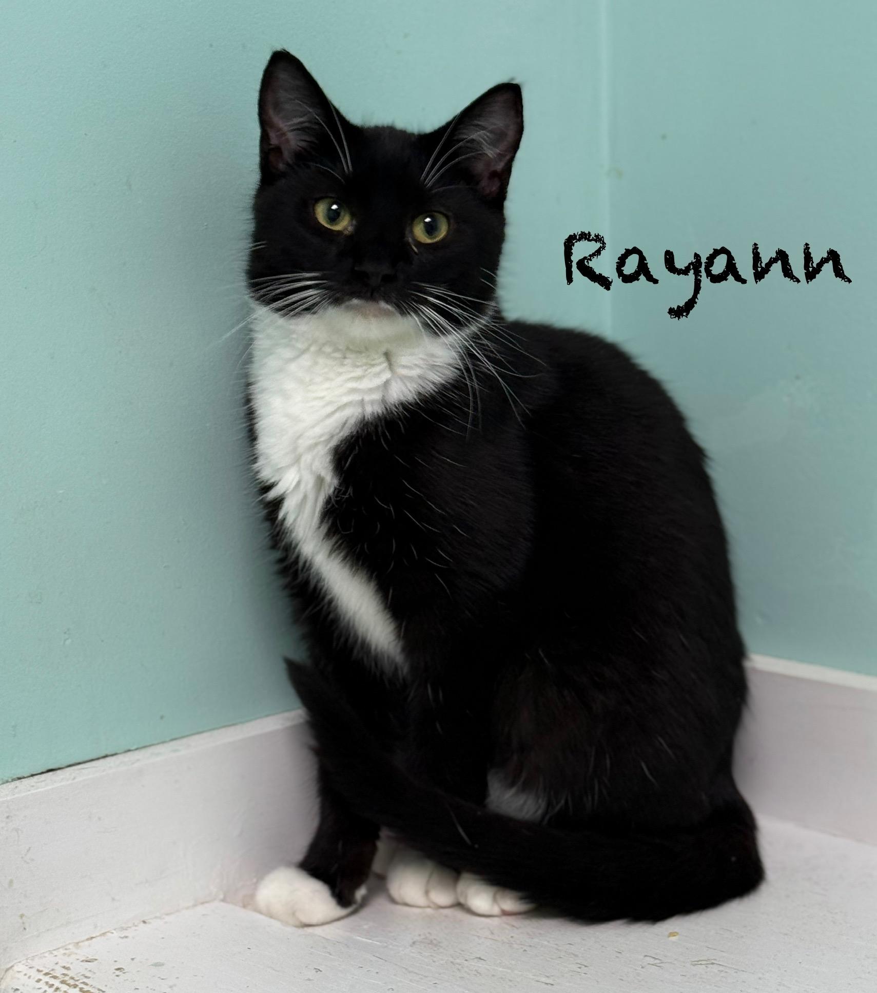 Enlarge Rayann, a Adoptable Domestic Short Hair in Pawleys Island, SC image 1/1