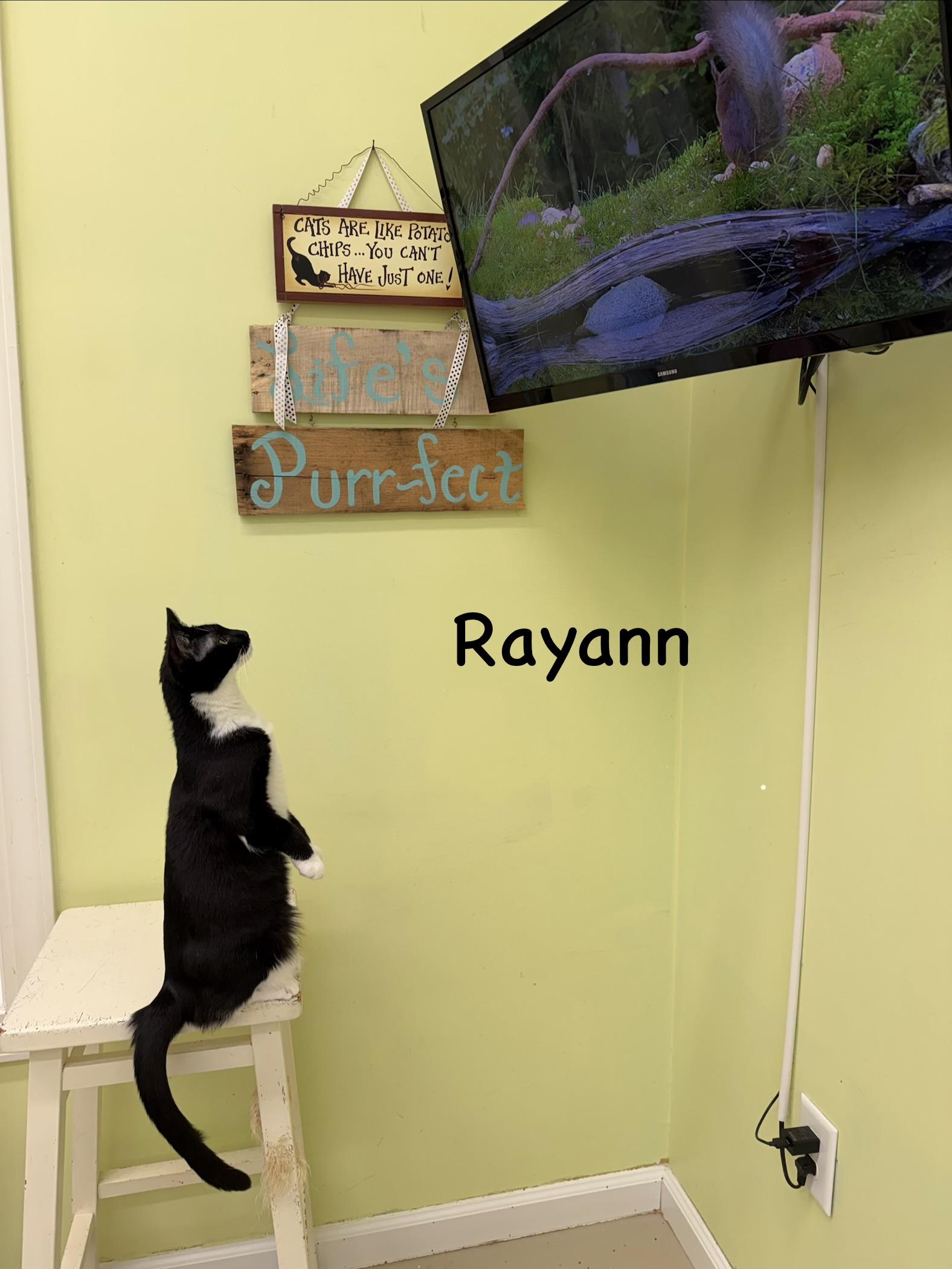Enlarge Rayann, a Adoptable Domestic Short Hair in Pawleys Island, SC image 2/3