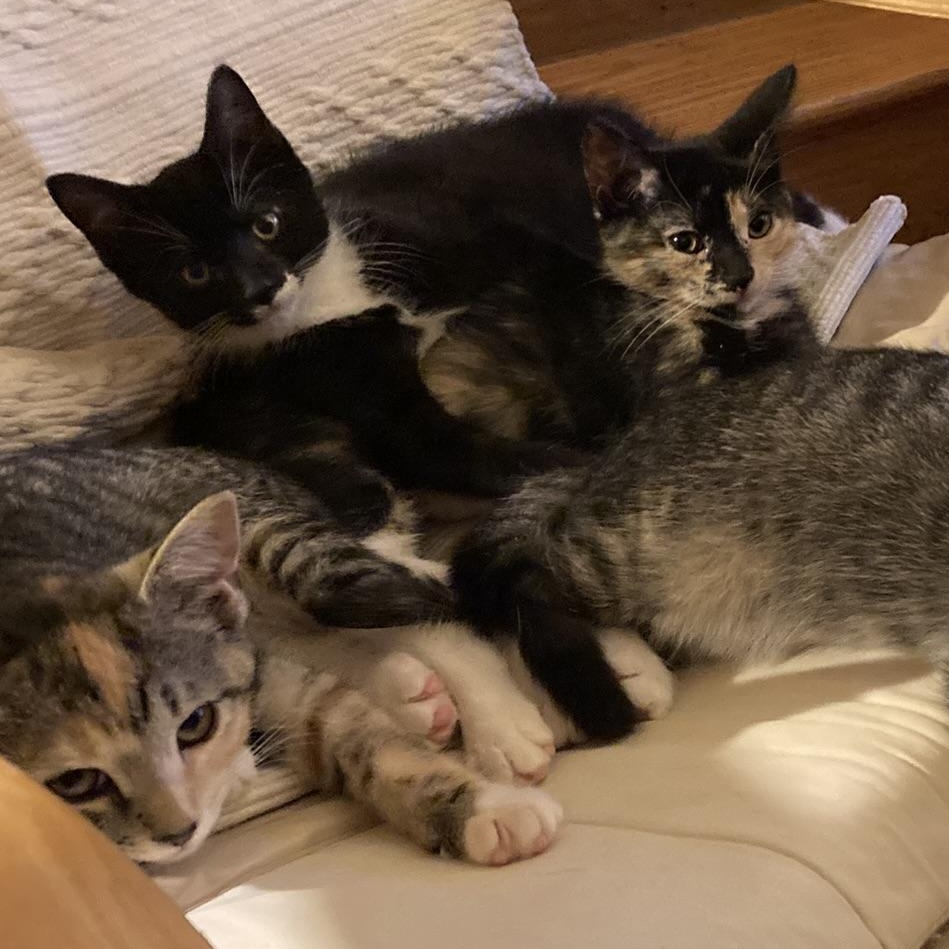 Sonny & Cher, a Adoptable mixed breed in Hyattsville, MD image 4/5