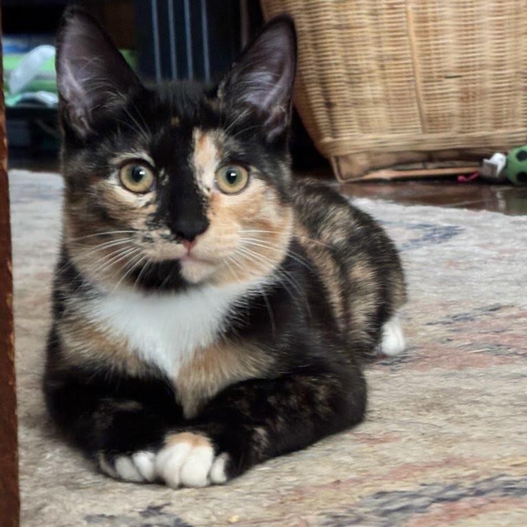 Sonny & Cher, Adoptable, Kitten Female Tuxedo & Calico.