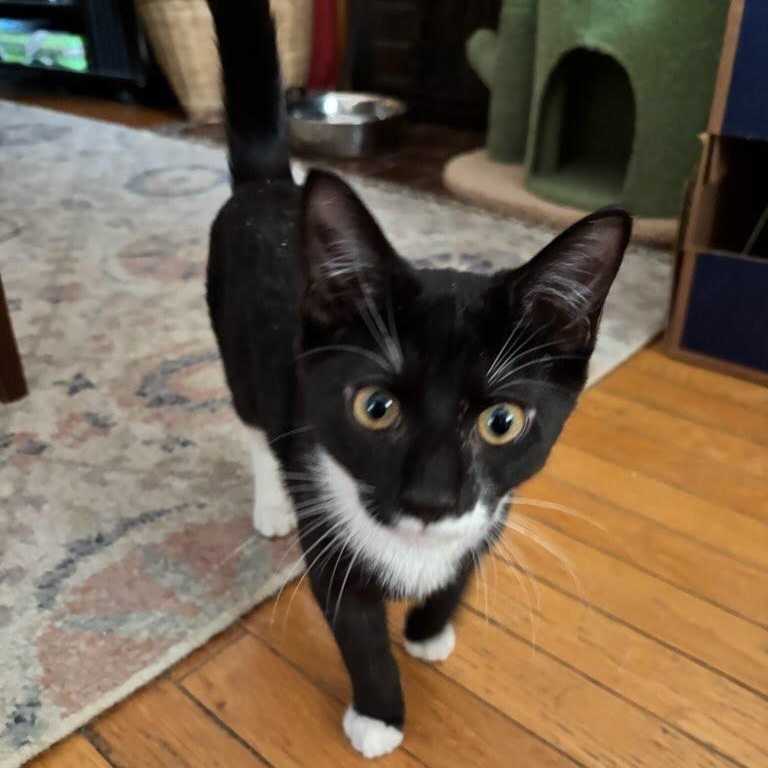 Sonny & Cher, a Adoptable mixed breed in Hyattsville, MD image 3/5