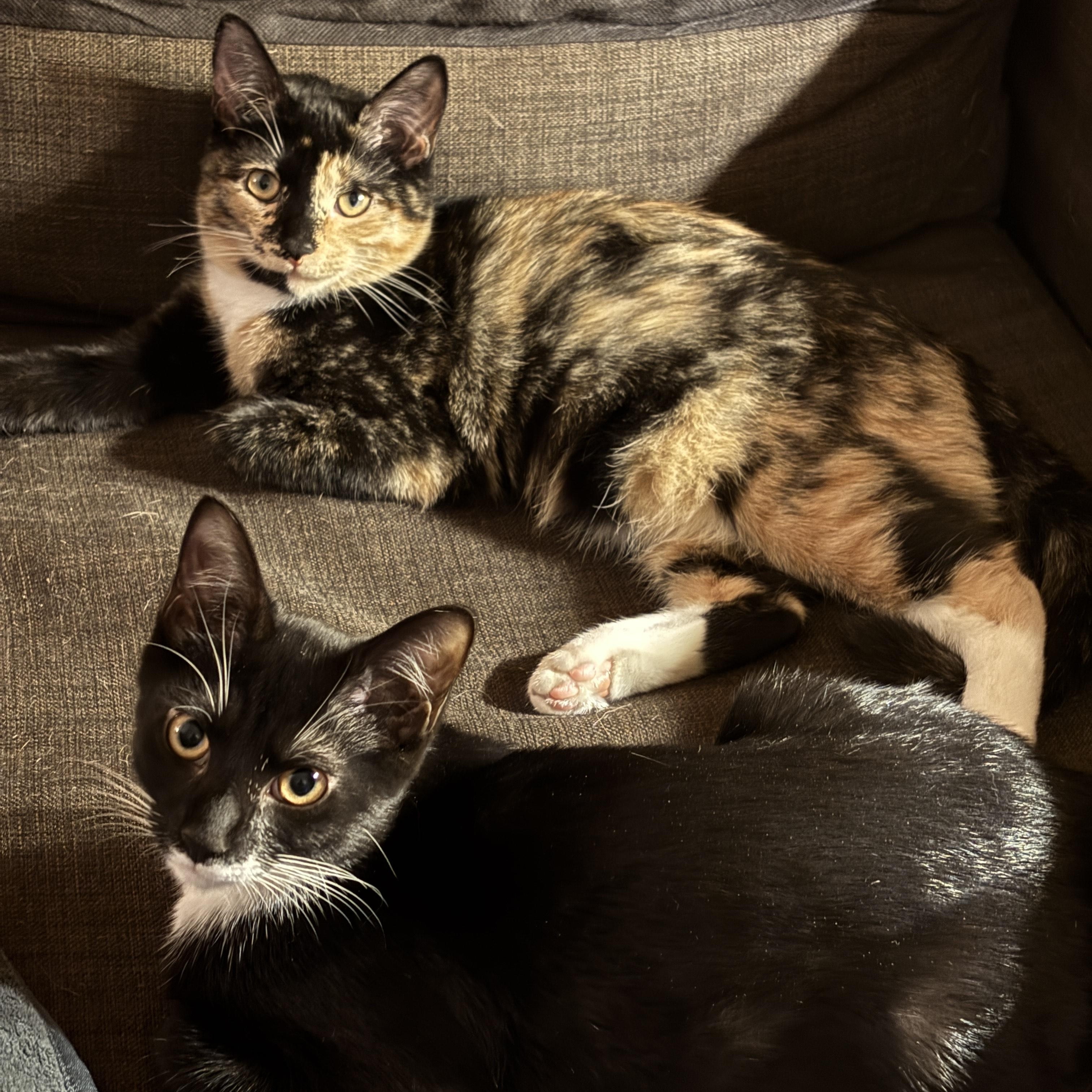 Sonny & Cher, Adoptable, Kitten Female Tuxedo & Calico.