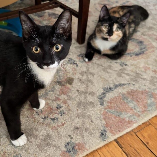Sonny & Cher, Adoptable, Kitten Female Tuxedo & Calico.