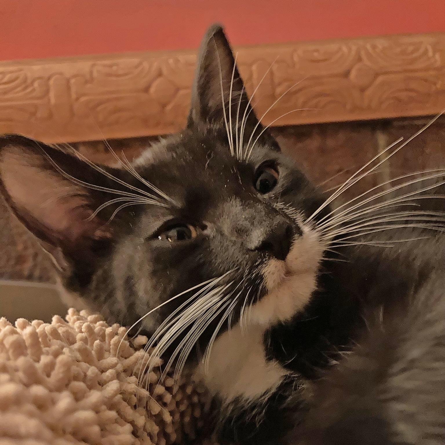 Sonny & Cher, a Adoptable mixed breed in Hyattsville, MD image 3/5