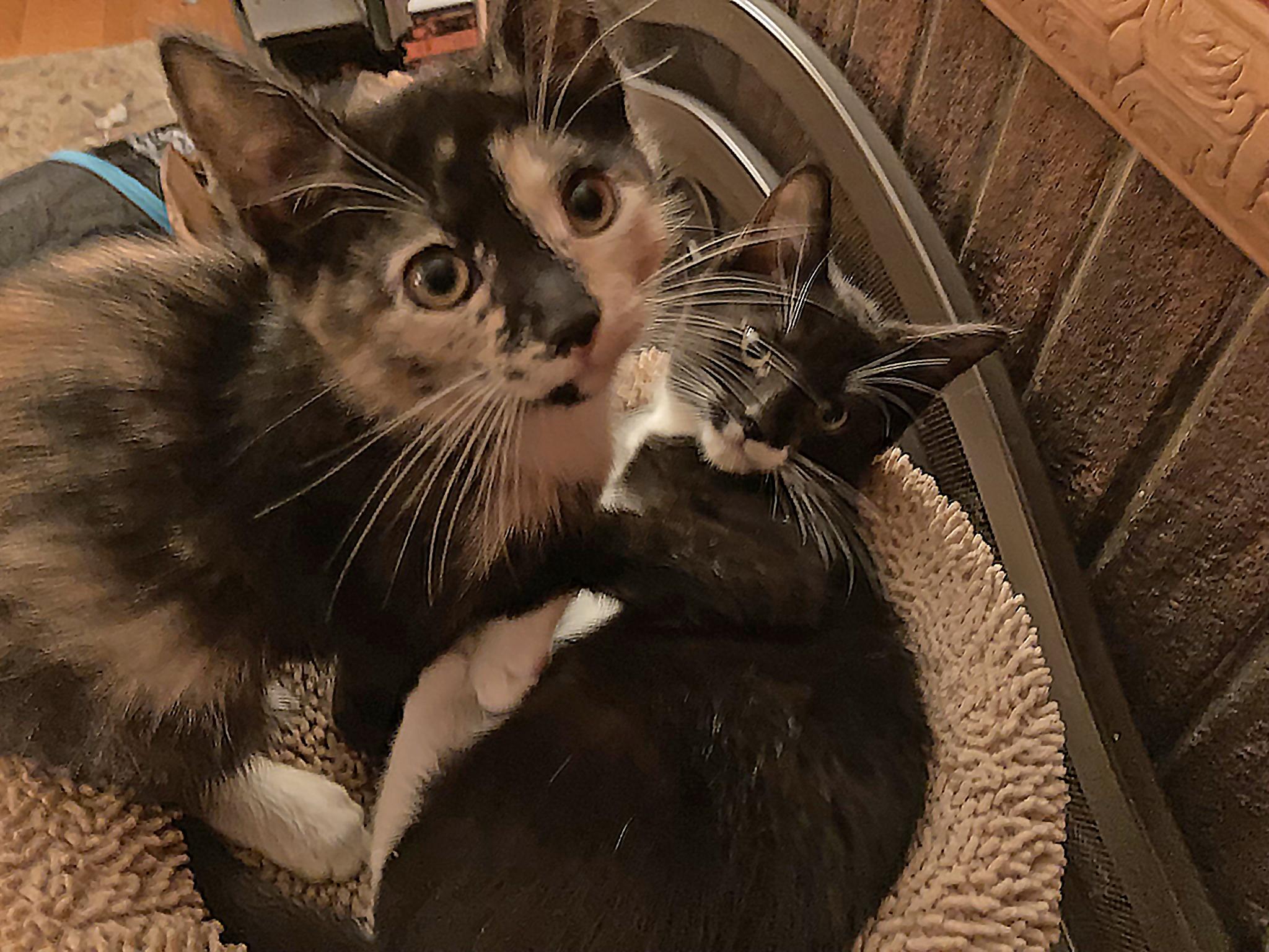 Sonny & Cher, a Adoptable mixed breed in Hyattsville, MD image 4/5