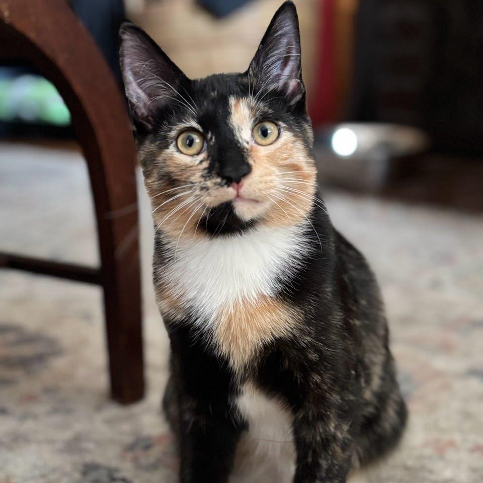 Sonny & Cher, a Adoptable mixed breed in Hyattsville, MD image 5/5