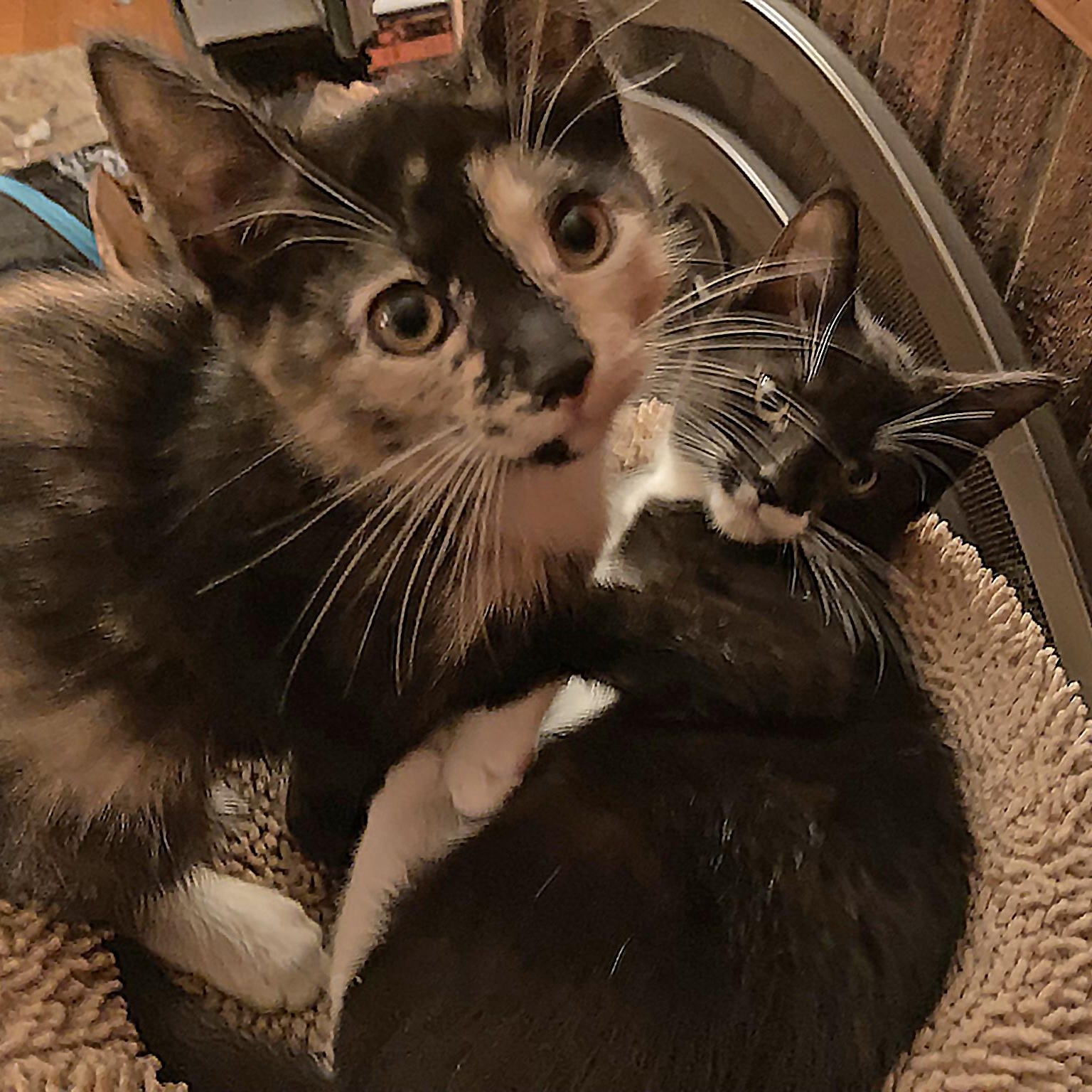 Sonny & Cher, Adoptable, Kitten Female Tuxedo & Calico.