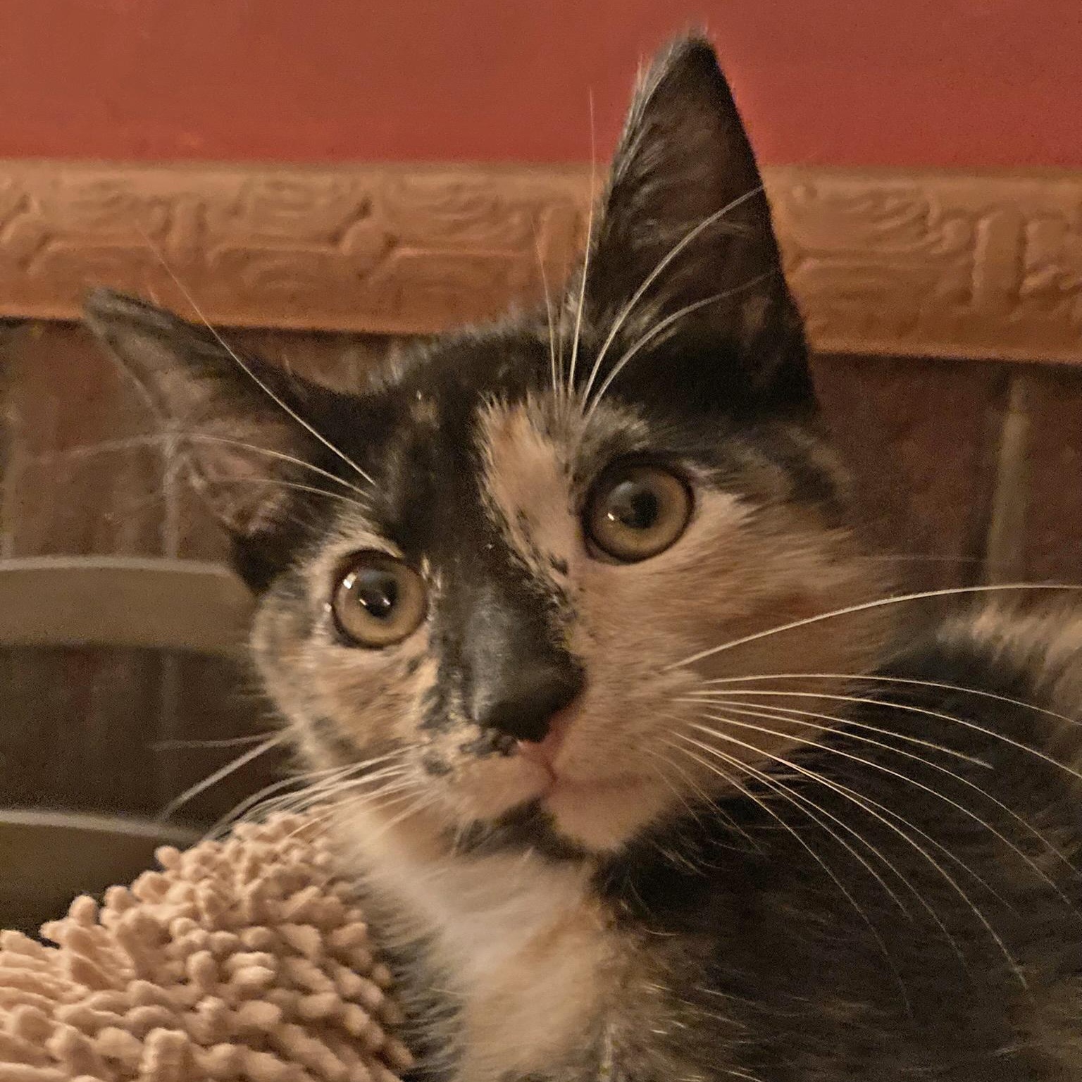 Sonny & Cher, a Adoptable mixed breed in Hyattsville, MD image 2/5