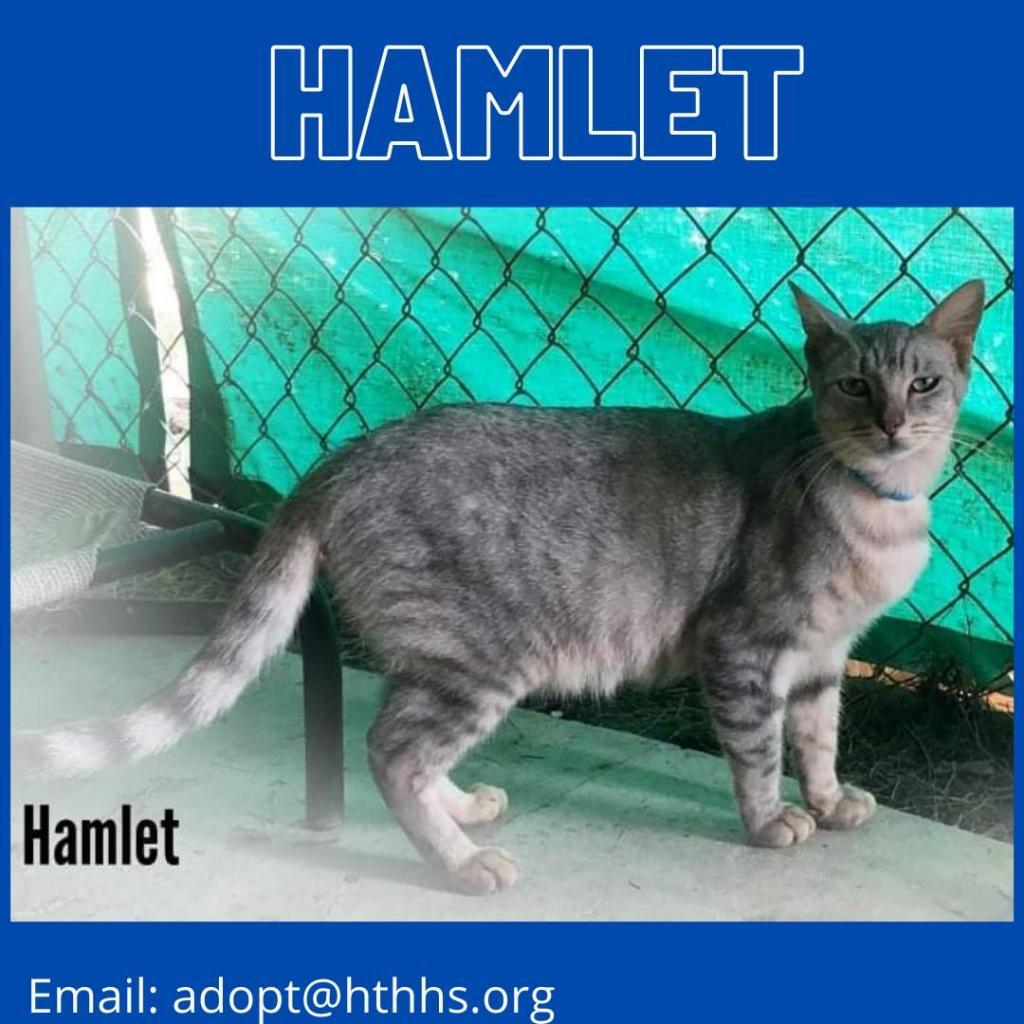 Enlarge Hamlet, a Adoptable American Shorthair in Nashville, GA image 1/3