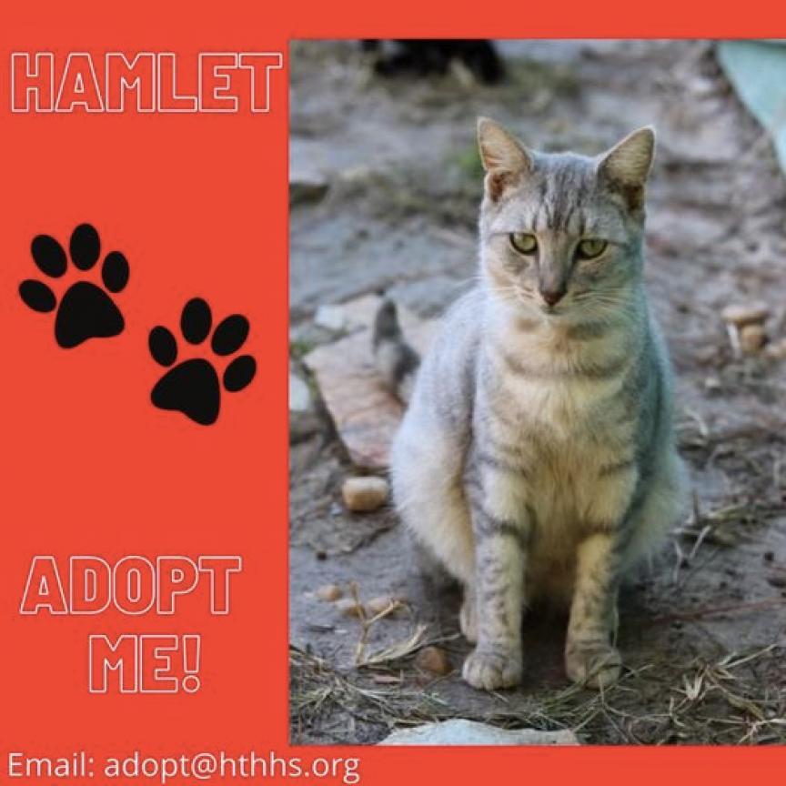 Enlarge Hamlet, a Adoptable American Shorthair in Nashville, GA image 2/3