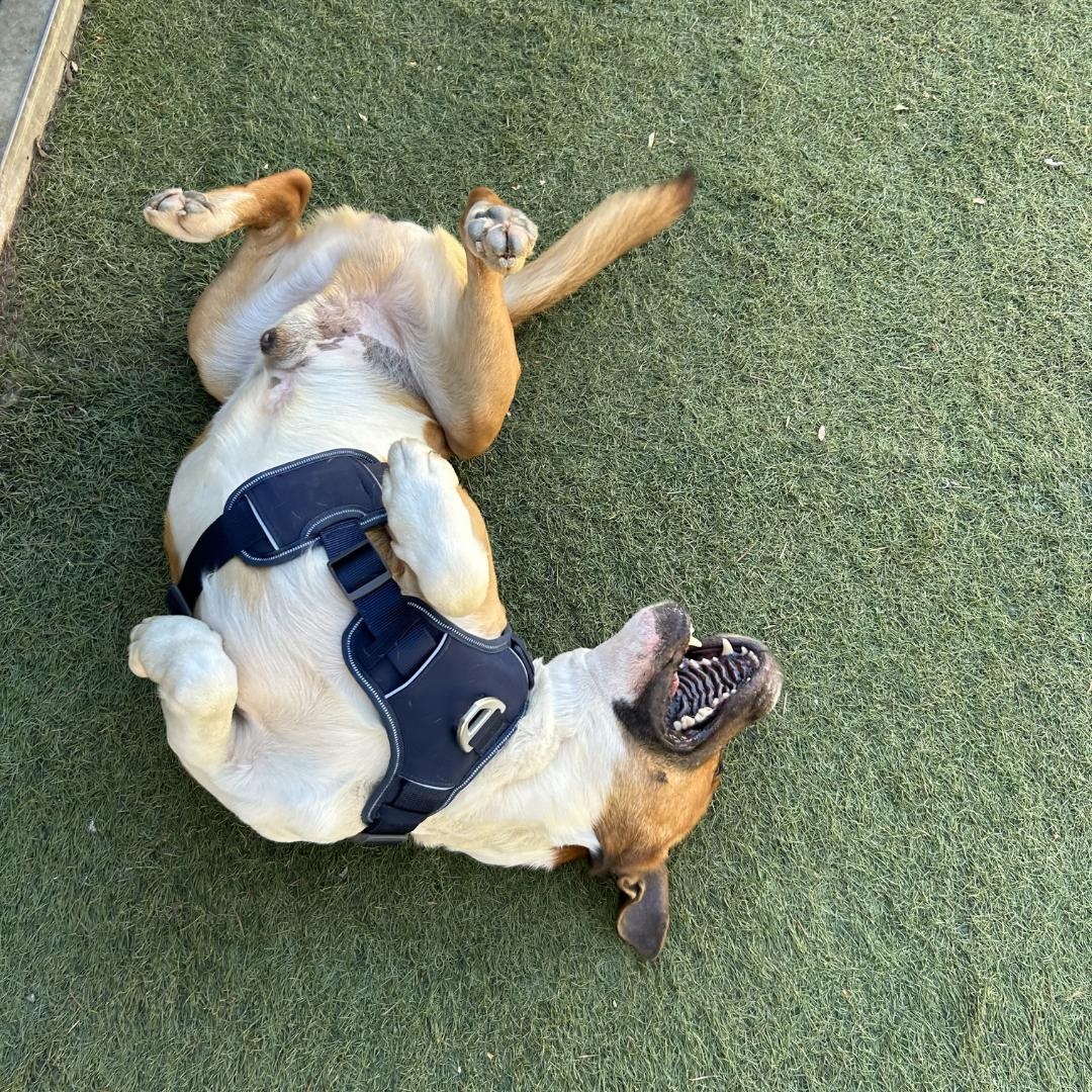 Koda, an adopted mixed breed in Morgan Hill, CA image 3/6