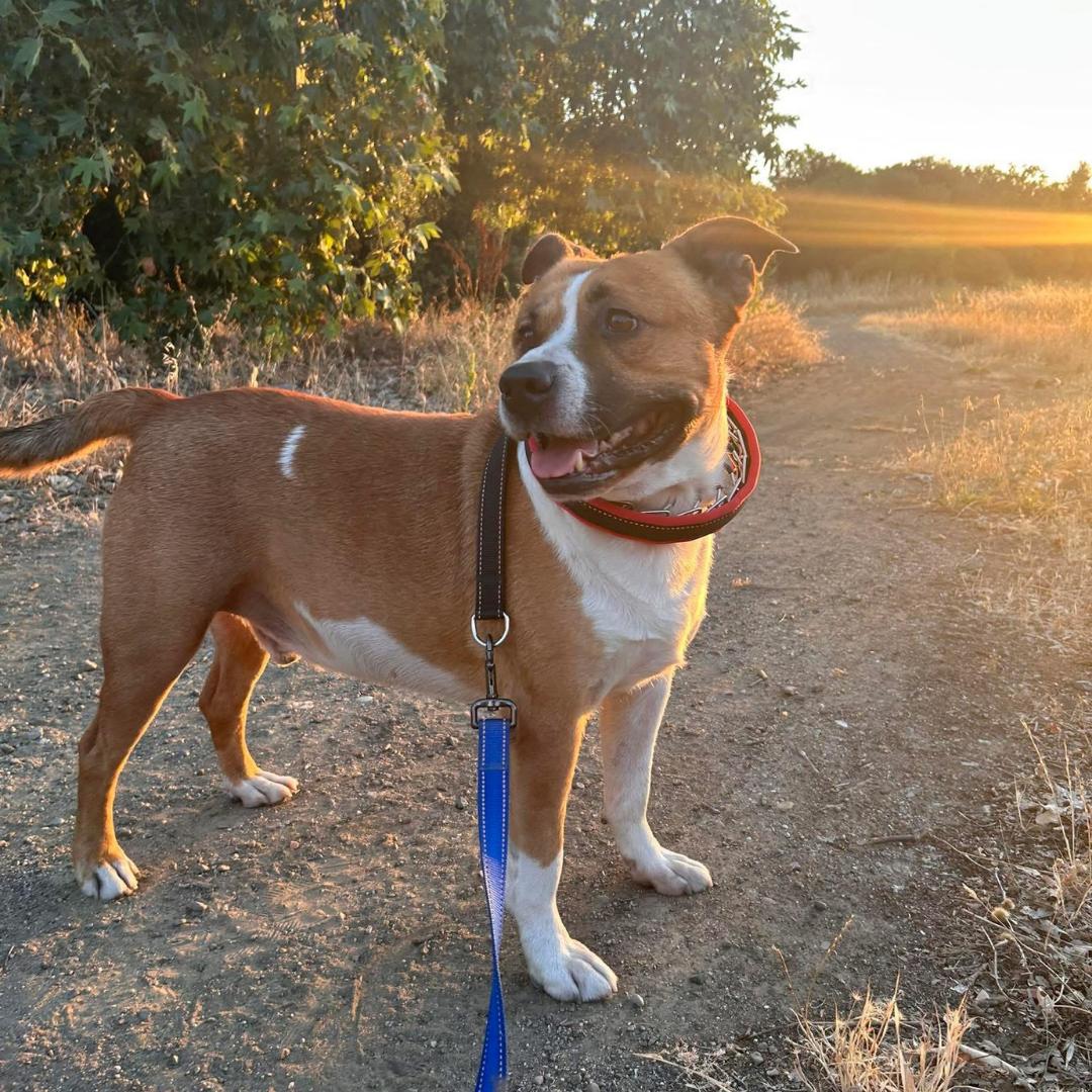 Koda, an adopted mixed breed in Morgan Hill, CA image 2/6