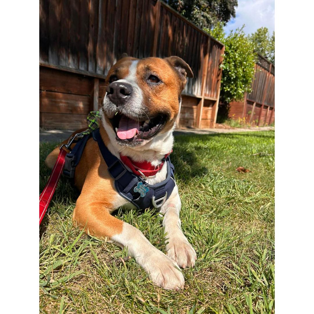 Koda, an adopted mixed breed in Morgan Hill, CA image 6/6