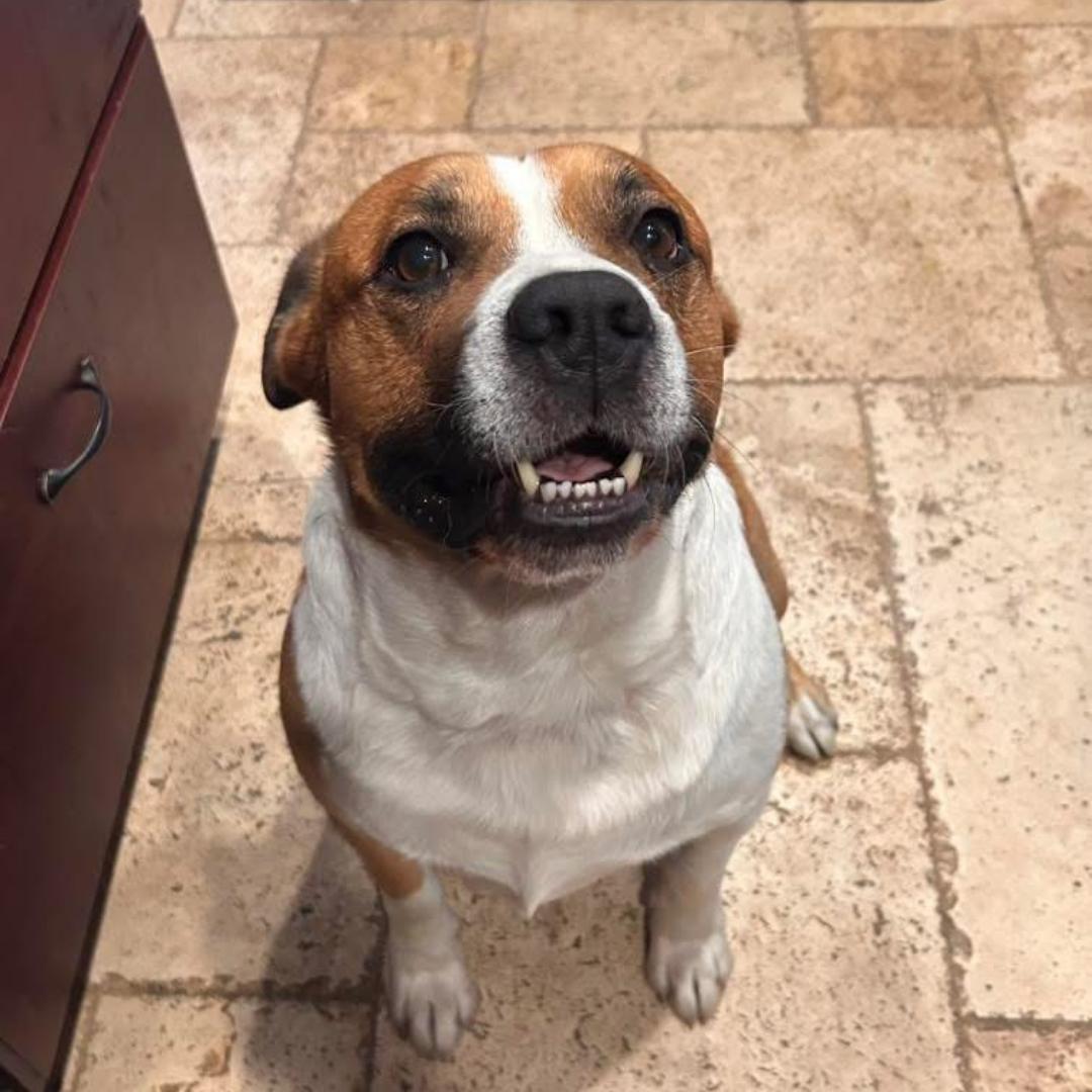 Koda, an adopted mixed breed in Morgan Hill, CA image 4/6