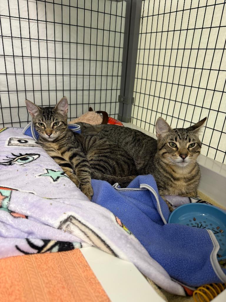 George, Adoptable, Young Male Domestic Short Hair.