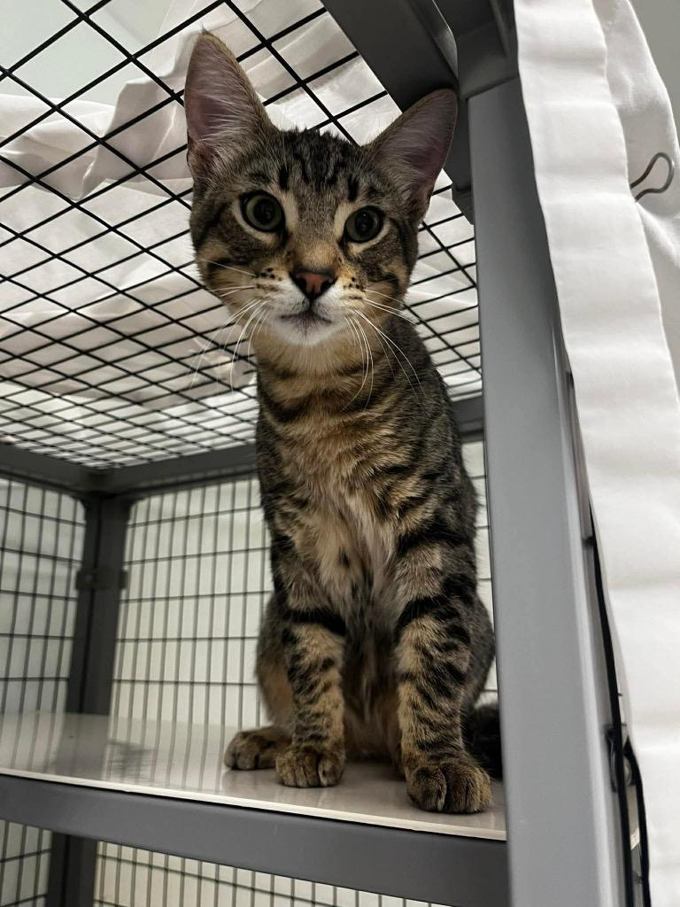 Enlarge George, a Adoptable mixed breed in Grants Pass, OR image 2/2