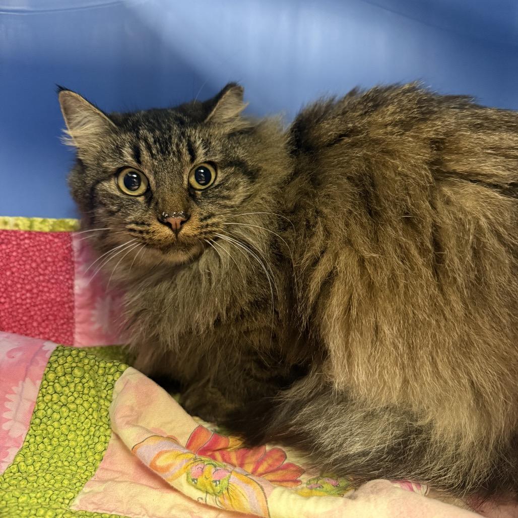 Enlarge Mary May-C, a Adoptable Domestic Long Hair in East Saint Louis, IL image 1/1