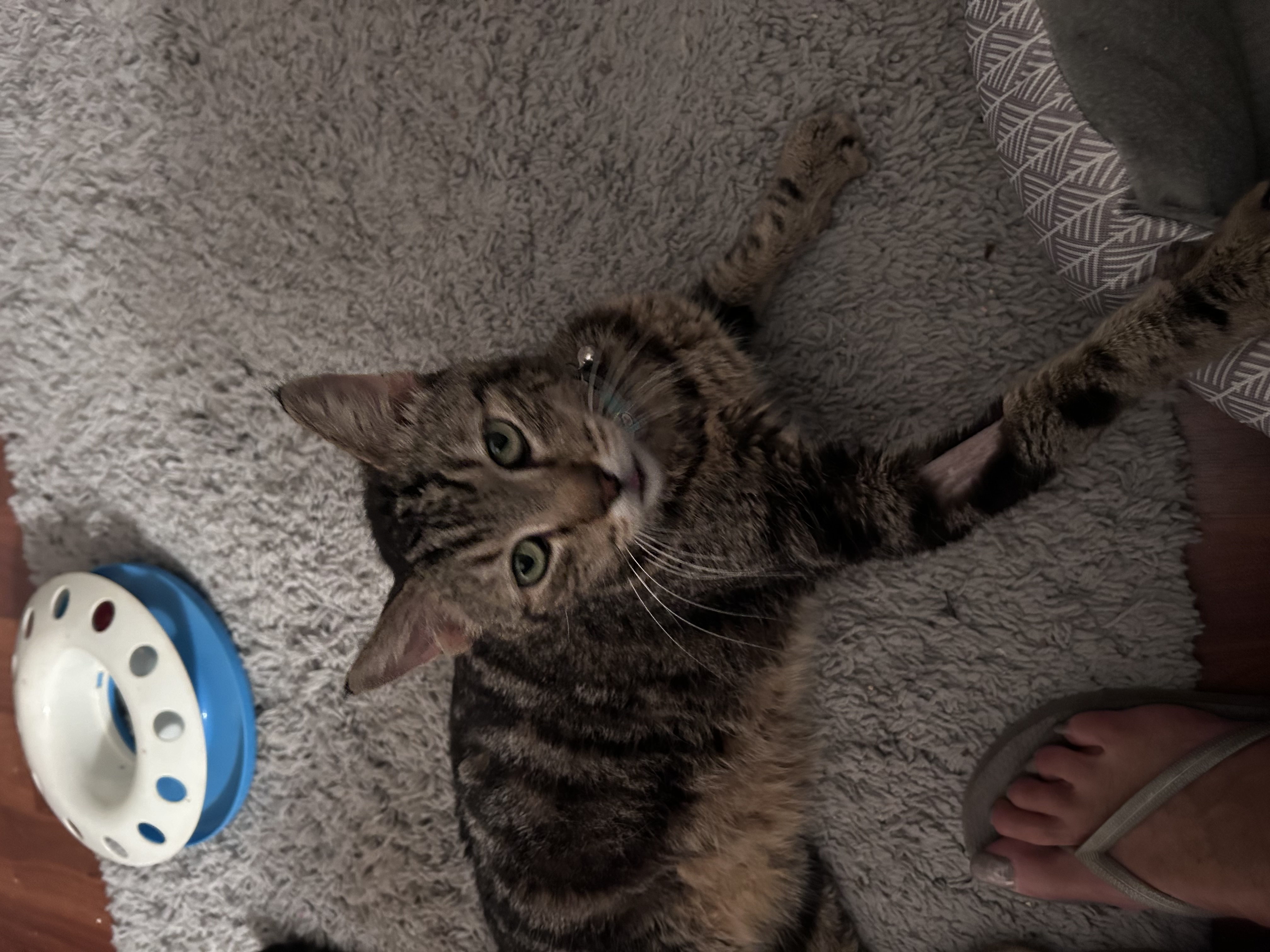 Beniah, Adopted, Adult Male Tabby.