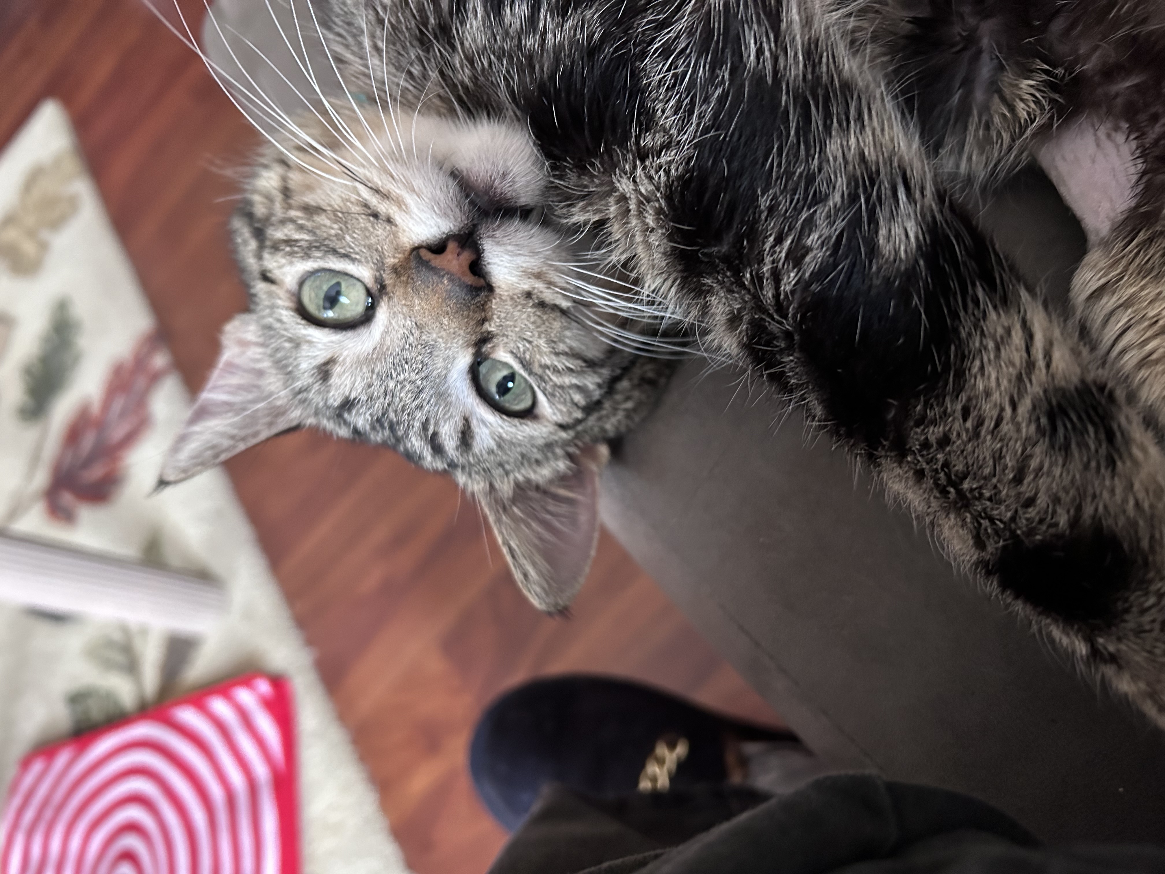 Enlarge Beniah, a Adopted Tabby in Ocean Springs, MS image 2/3