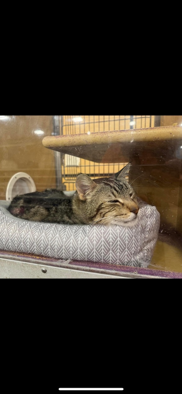 Enlarge Beniah, a Adopted Tabby in Ocean Springs, MS image 3/3