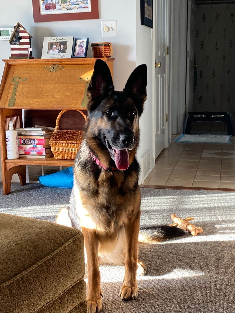 Addy, a Adopted German Shepherd Dog in West Falls, NY image 1/8