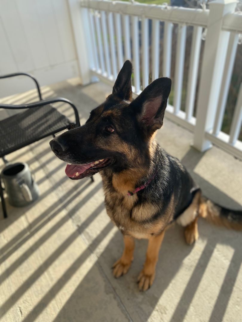 Addy, a Adopted German Shepherd Dog in West Falls, NY image 2/8