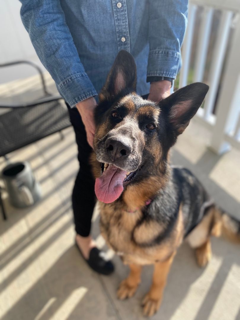 Addy, a Adopted German Shepherd Dog in West Falls, NY image 3/8