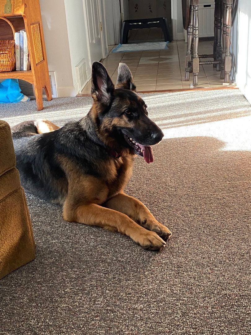 Addy, a Adopted German Shepherd Dog in West Falls, NY image 4/8