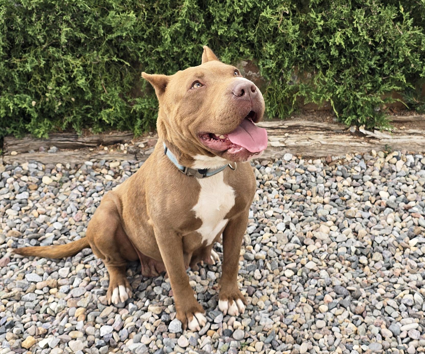 Ms Cutie Pie Chiara, BEST of Show, a Adoptable American Bully in Albuquerque, NM image 2/4