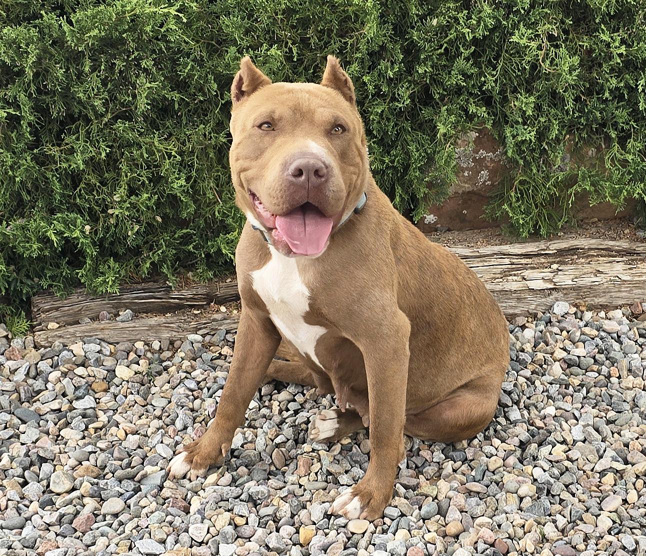 Ms Cutie Pie Chiara, BEST of Show, a Adoptable American Bully in Albuquerque, NM image 4/4