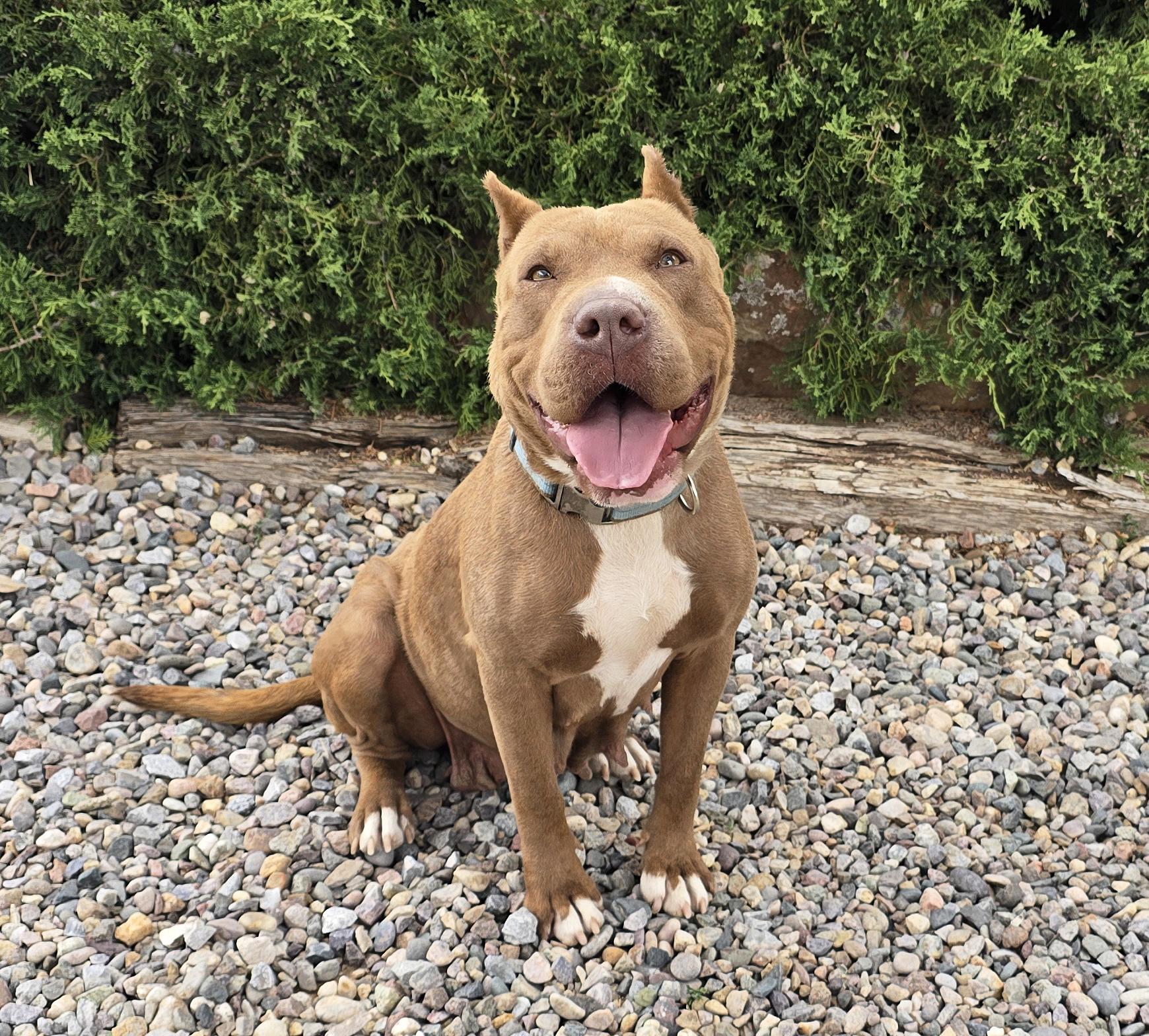 Enlarge Charming Ms Chiara ~ BEST of Show !, a Adoptable American Bully in Albuquerque, NM image 2/2