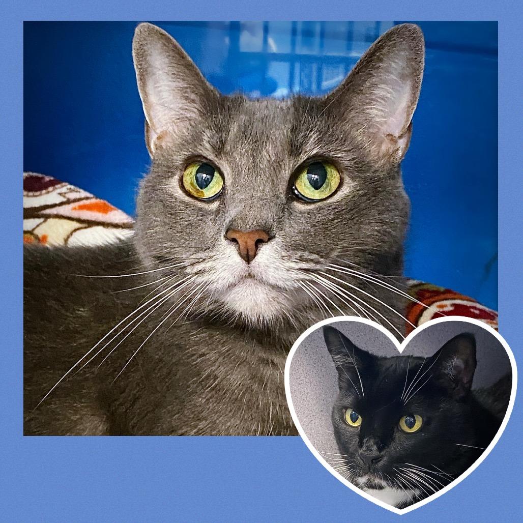 Clank, Adoptable, Senior Male Domestic Short Hair.