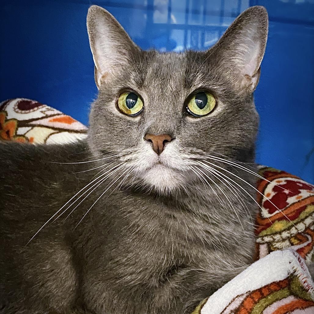 Enlarge Clank, a Adoptable Domestic Short Hair in Huntsville, AL image 2/6