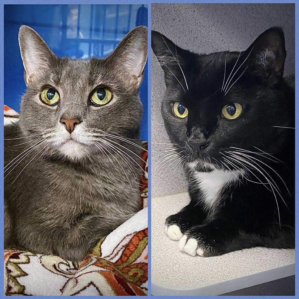 Enlarge Clank, a Adoptable Domestic Short Hair in Huntsville, AL image 3/6