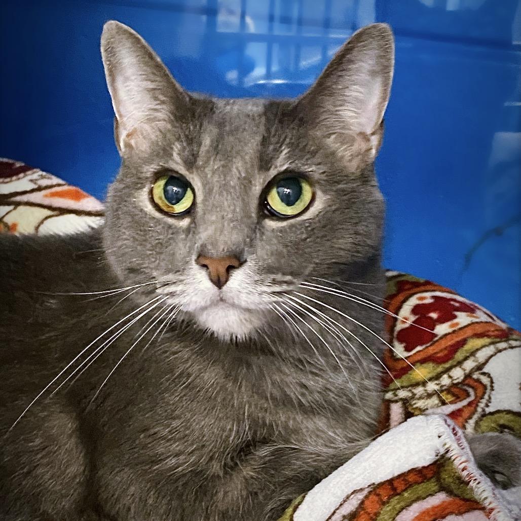 Enlarge Clank, a Adoptable Domestic Short Hair in Huntsville, AL image 4/6