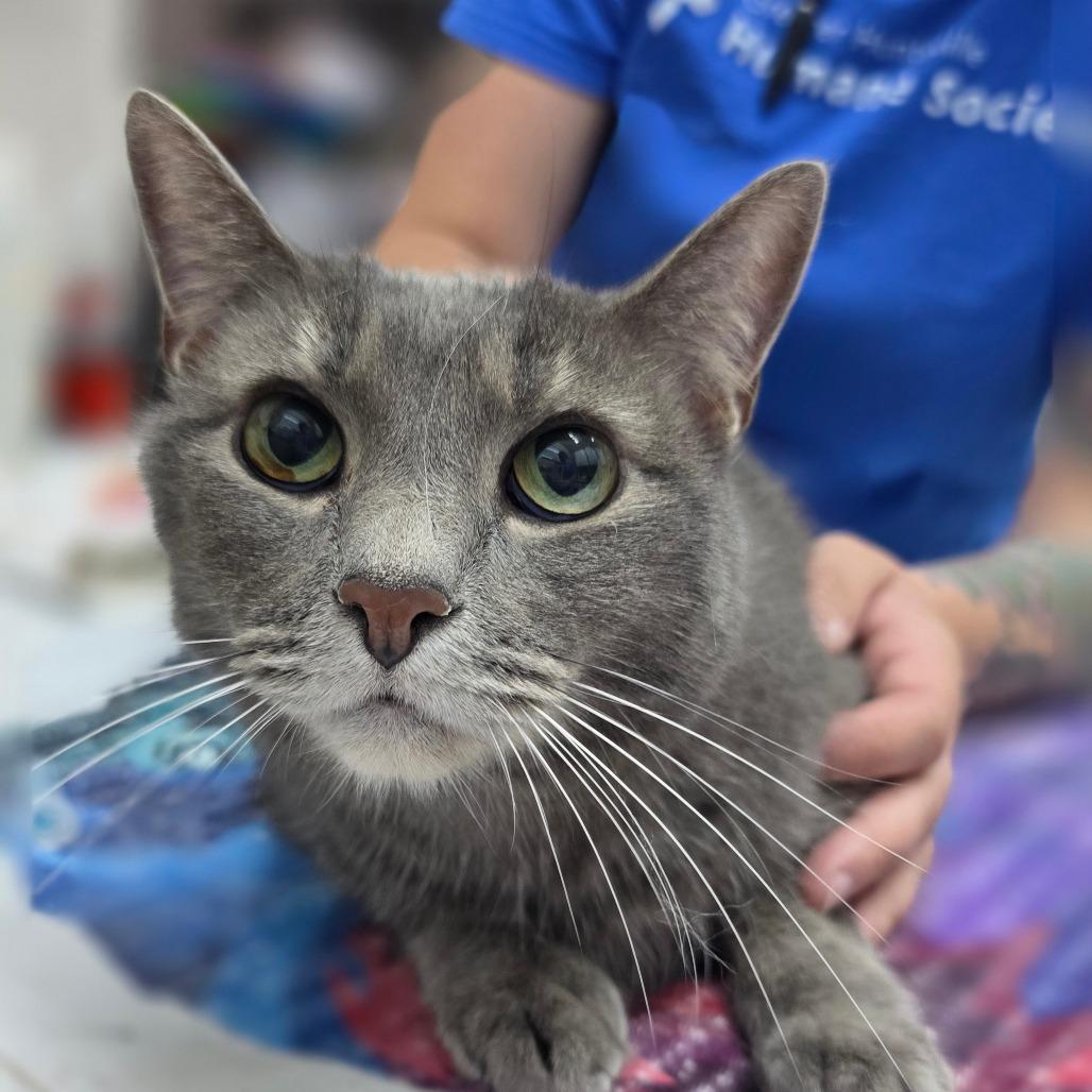 Enlarge Clank, a Adoptable Domestic Short Hair in Huntsville, AL image 5/6