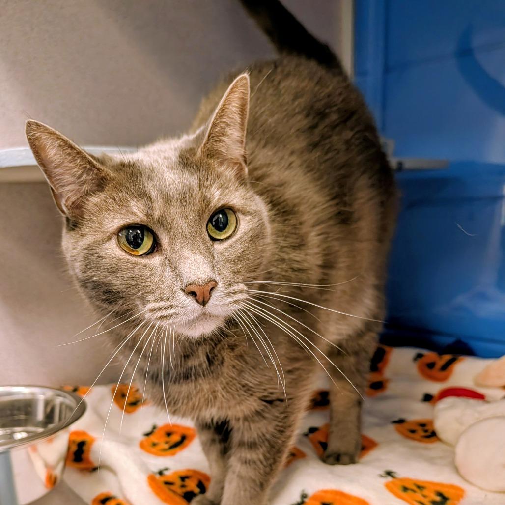 Enlarge Clank, a Adoptable Domestic Short Hair in Huntsville, AL image 6/6