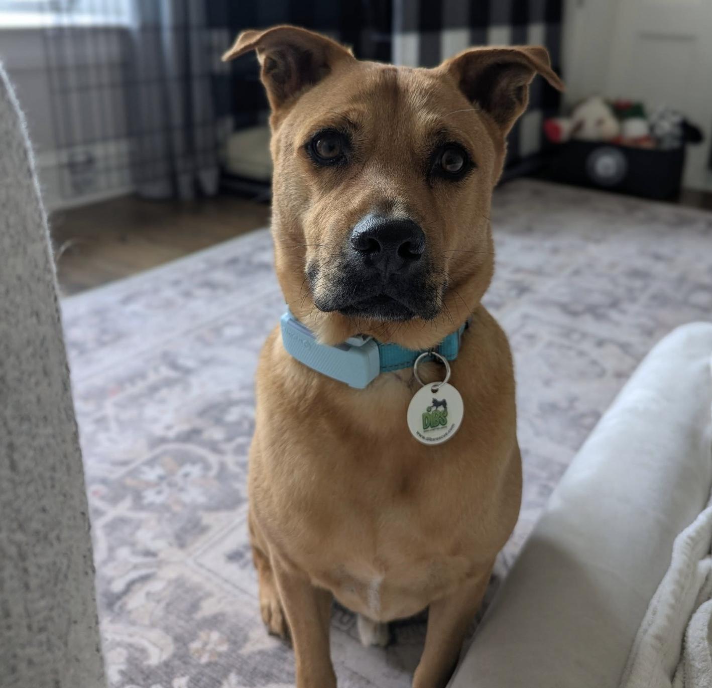 Enlarge Pumba, a Adoptable Mixed Breed in Markham, ON image 4/6