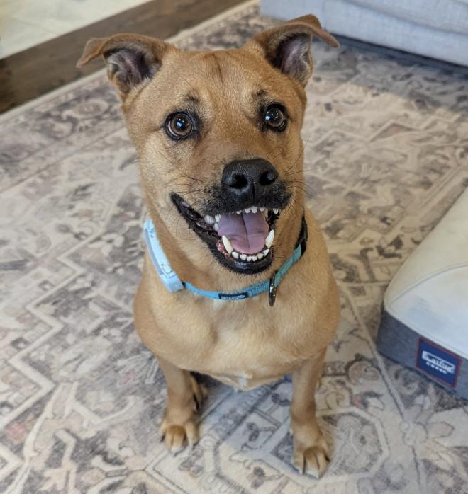 Enlarge Pumba, a Adoptable Mixed Breed in Markham, ON image 6/6