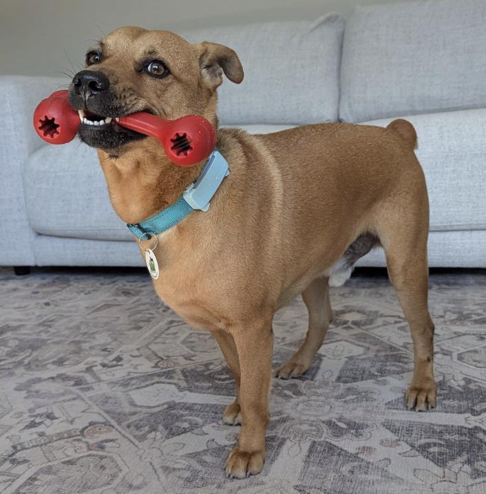 Enlarge Pumba, a Adoptable Mixed Breed in Markham, ON image 1/6