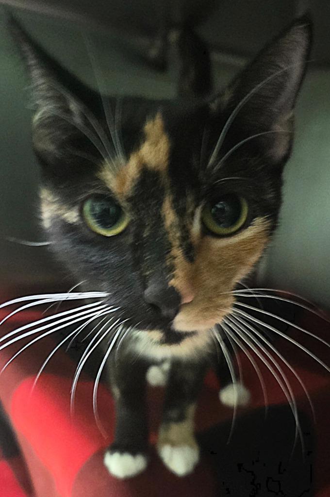 Marlowe, Adoptable, Young Female Domestic Short Hair.