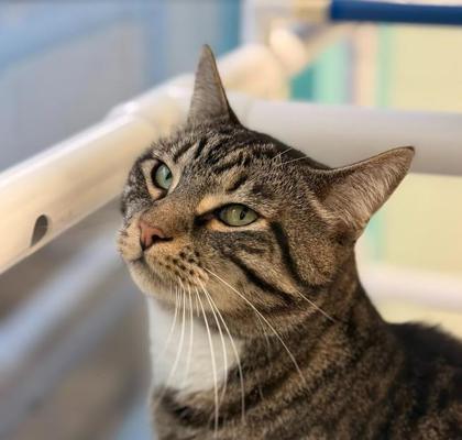 Louie, Adoptable, Adult Male Domestic Short Hair & Domestic Short Hair.