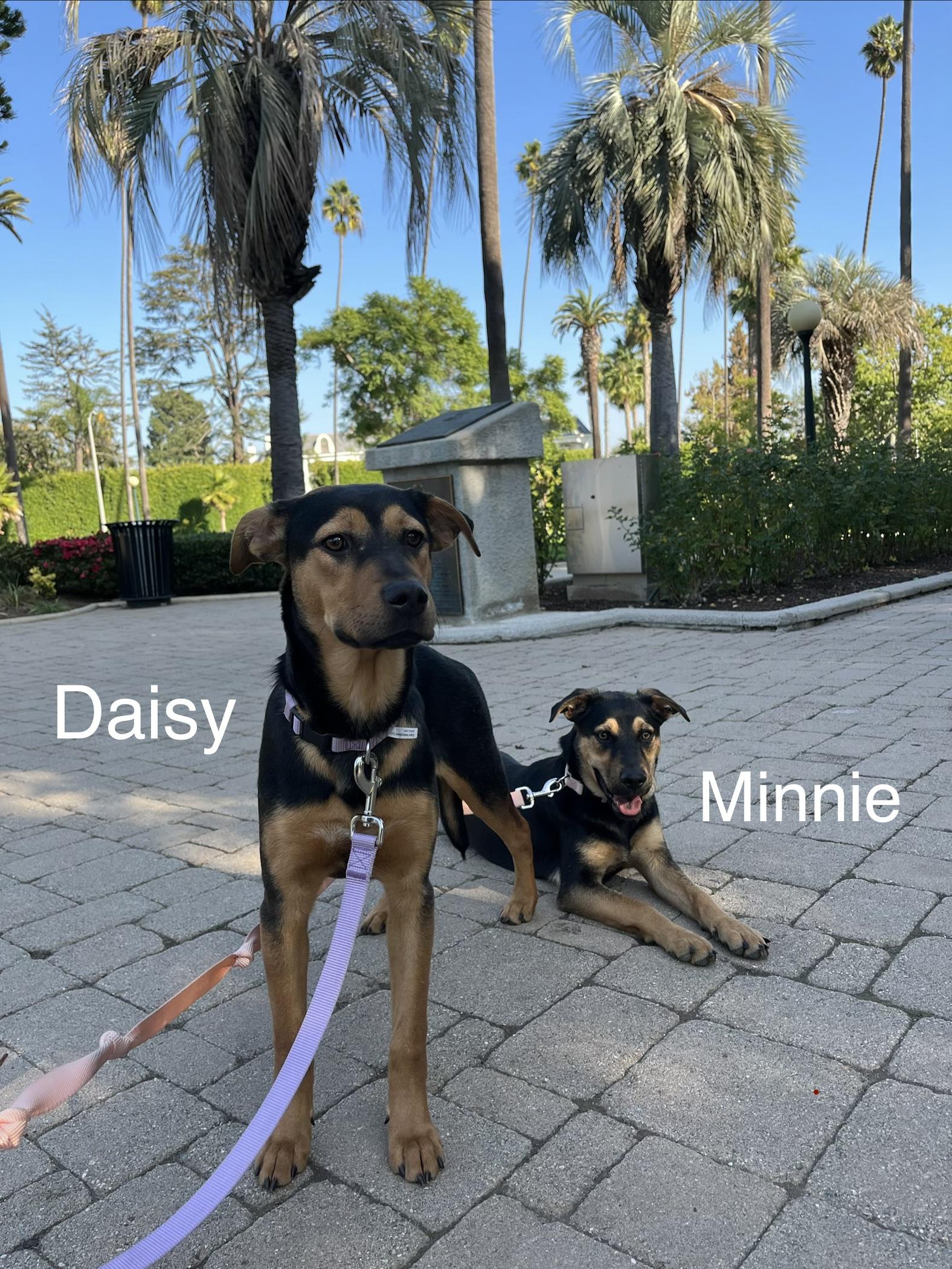 Enlarge Minnie, a Adoptable mixed breed in Weston, MA image 6/6