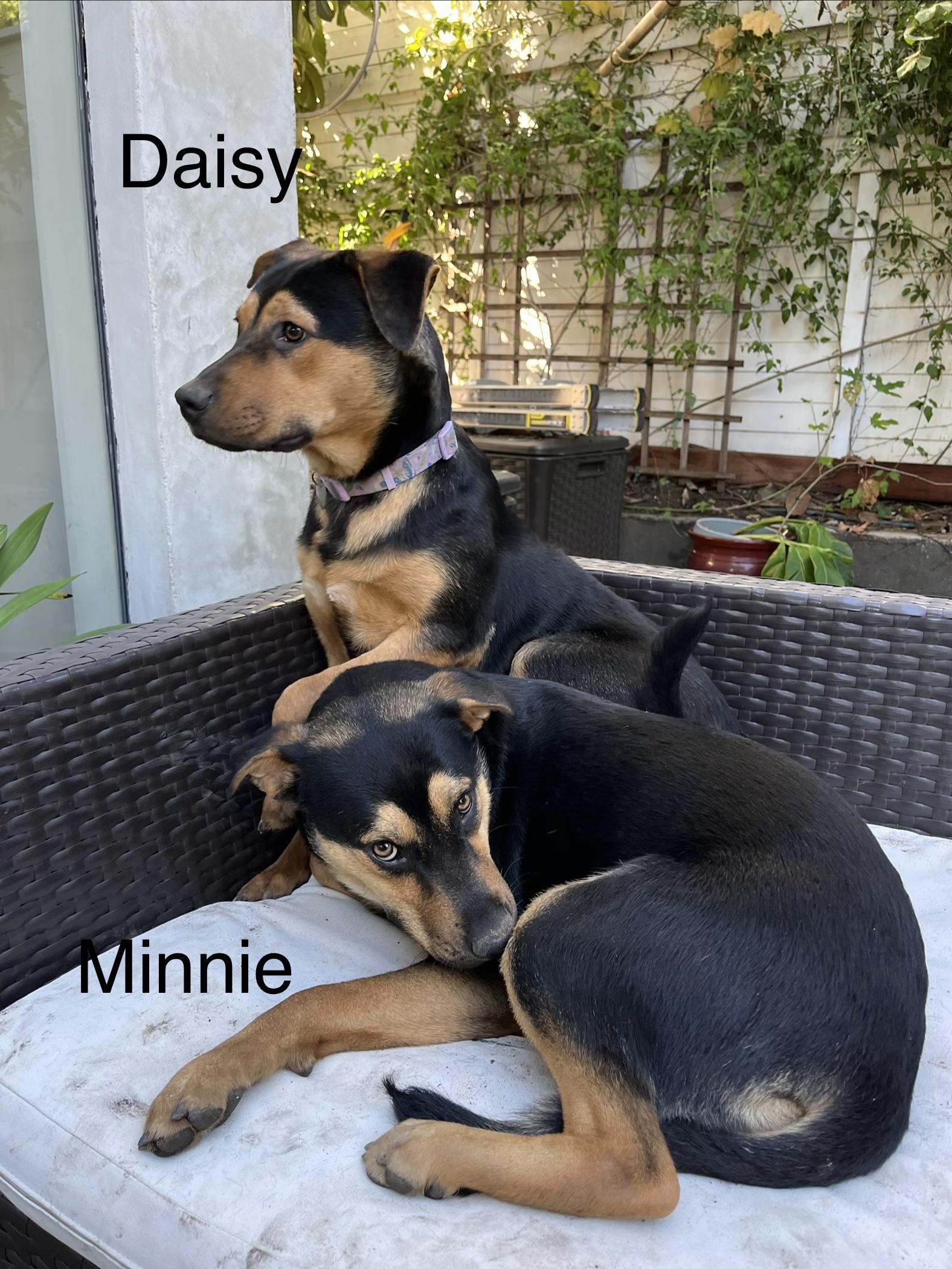 Enlarge Minnie, a Adoptable mixed breed in Weston, MA image 5/6