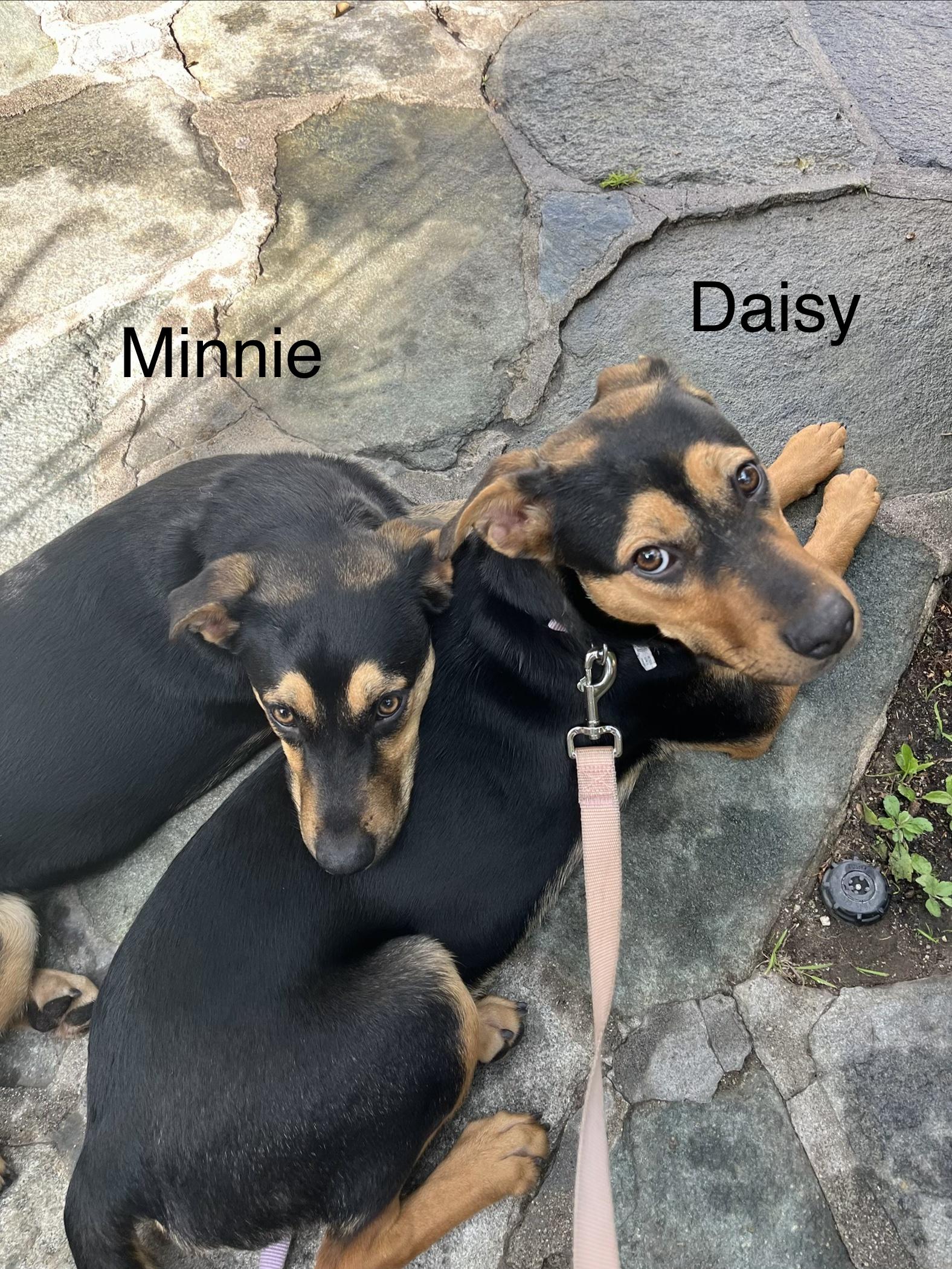 Enlarge Minnie, a Adoptable mixed breed in Weston, MA image 2/6