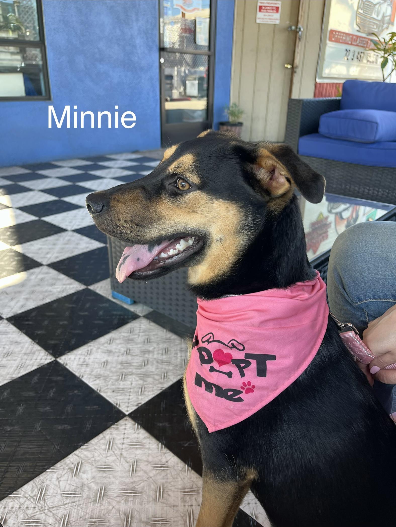 Enlarge Minnie, a Adoptable mixed breed in Weston, MA image 4/6