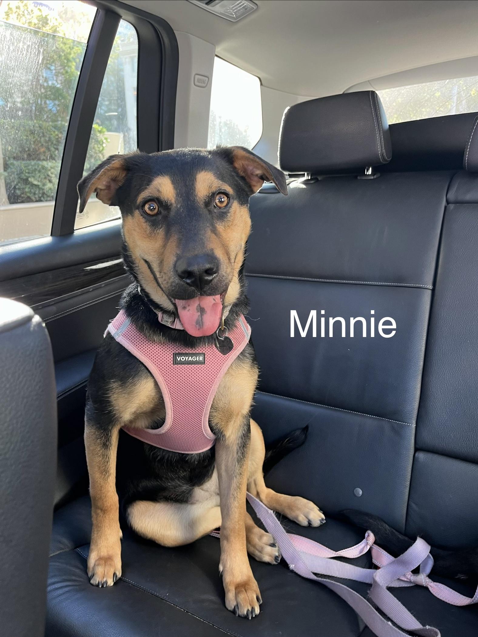 Enlarge Minnie, a Adoptable mixed breed in Weston, MA image 1/6
